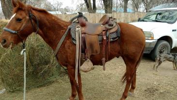 ROAN GELDING Frosty is 15 hand, 1125 lb gelding. He has been used extensively on the ranch, he ropes, sorts, brand, etc. He logs good and pulls great from the horn.