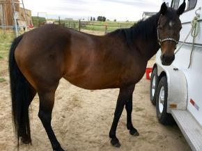 5 TATTLE TELL 2015 AQHA SORREL MARE Well muscled, maturing well, good minded. Started the first of March, has has lots of ground work, been driven in and out of arena.