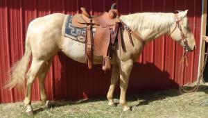 BB is a consistent 2-3D barrel horse in the Open, and would be hard to beat in the junior division. She's been played with on the heading side, so BB used to a rope and is not scared of anything.