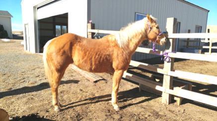 7 TRIGGER 12 YR QH PALOMINO MARE SELLS WITH APHA REG APPLI- CATION Mrs Trigger is a 12 year old beautiful golden palomino. Has registration application papers.