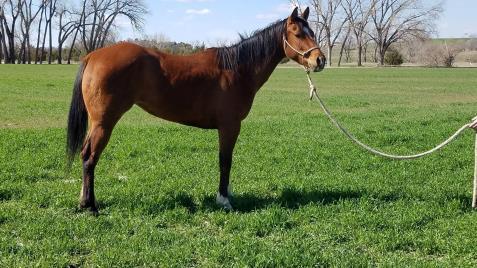 HOPE 2015 AQHA RED DUN MARE Filly will be a good ranch horse and trail horse. She will be saddle broke by sale date and you can start her they way you want. She also has the tiger stripes!