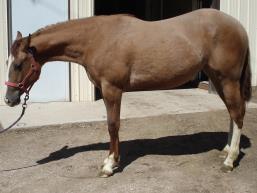 Scotch is a big, beautiful golden bombproof gelding. You won't find one more gentle than he is. He's a seasoned Jr. rodeo horse; a pole bending horse and started on barrels. He's also been roped on.