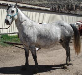 SKIPS BLUE SPLASH 8 ZANS RAINY GAL 2007 AQHA GRAY MARE (likely with foal at side by sale time) Mare should be foaled by the time of the sale.