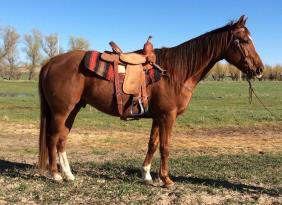 AMERRICKAN DREAMS ZANGS PAT RON ABES LIL SARAH FLITTERPATED SWEETEST DREAMS 2006 APHA BLUE ROAN GELDING We've used this gelding in the feedlot, working cattle and has been used for trail riding.