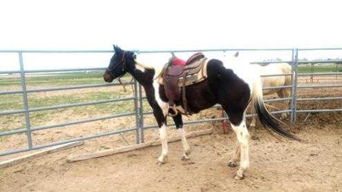 Her dam is a Top Sail Cody bred mare with lots of cow. This mare is Breeders Trust. Don t pass her by as she has all the potential in the world!