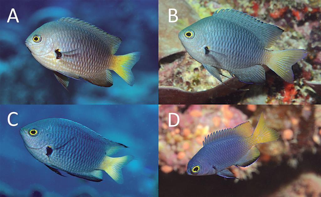 Figure 1. Pomacentrus flavioculus, Lau Archipelago, Fiji, underwater photographs: A) approx. 70 mm SL, B) approx. 55 mm SL, C) subadult, approx. 45 mm SL, D) juvenile, approx. 20 mm SL (G.R. Allen).