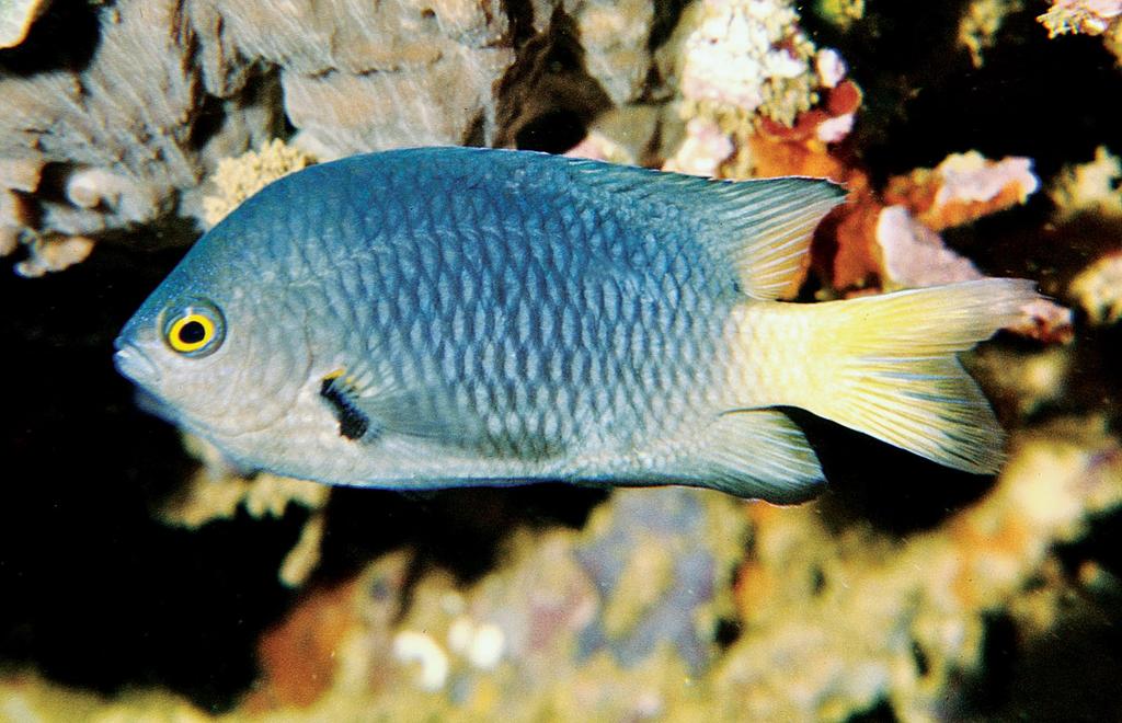 Etymology. The new species is named nigriradiatus (Latin: black-rayed) with reference to the diagnostic dark rays on the posterior sections of the median fins.
