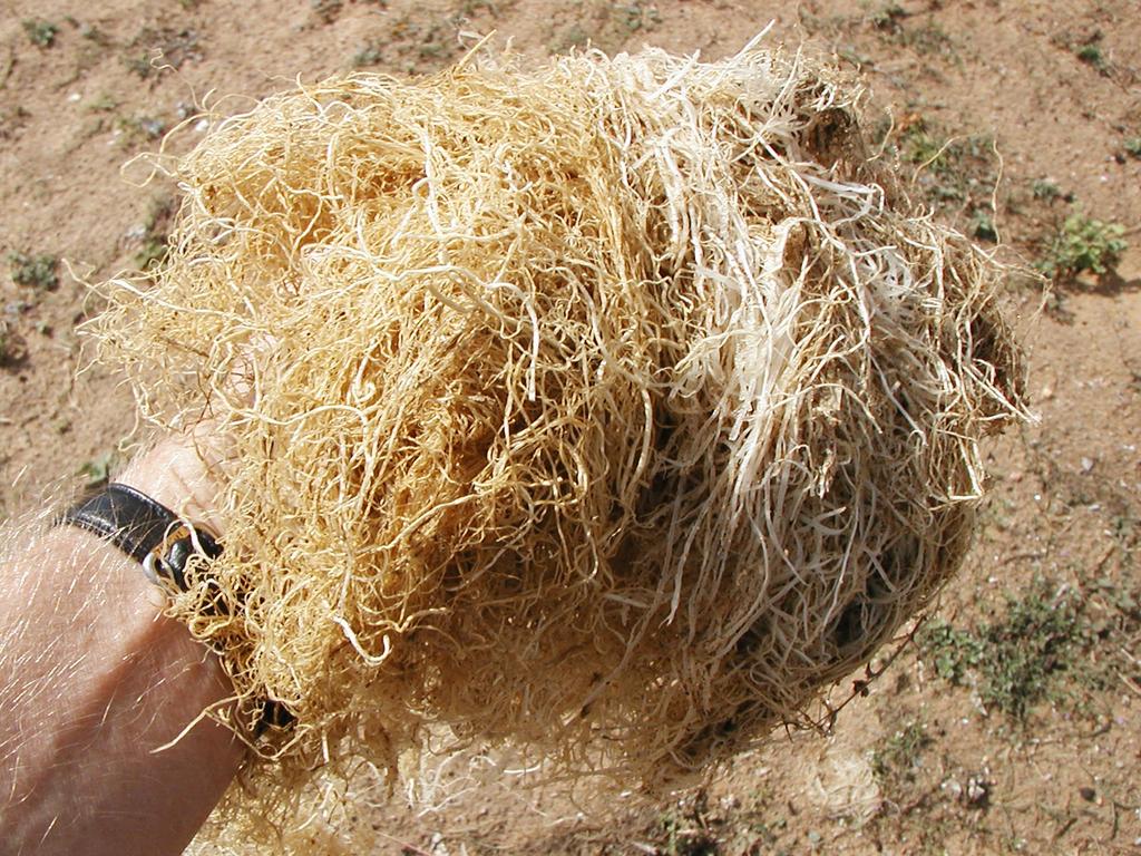 Dried Jaffna moss