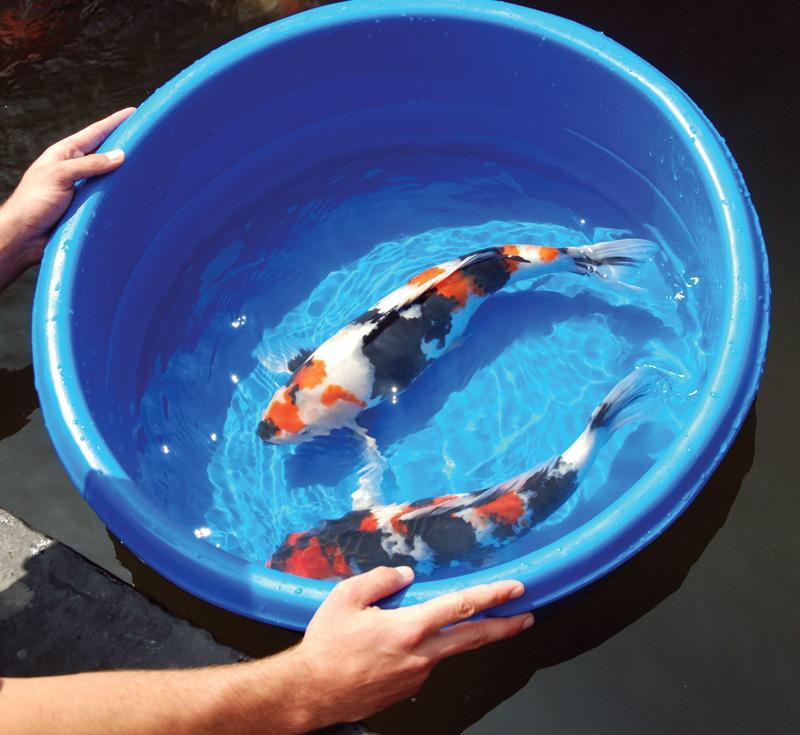 February 2011 Issue PKWS Off to a Busy Start in 2011 By Don Manus Editors: Carol Mathis & Lisa Freeman Well, we have another Koi season upon us.