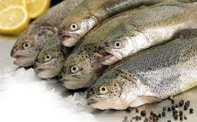 2. DESCRIPTION OF THE PRODUCT 2.1 Characteristics of the product The case study focuses on fresh portion rainbow trout, which is the main form of fresh trout available to Polish consumers.