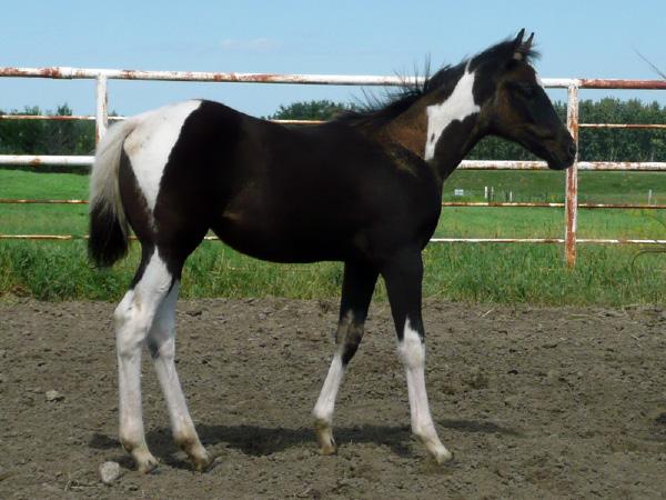 With Highbrow San Peppy and Especialysmart Peppy s great working cow-horse pedigree s and Rocky Lara Bar, Canadian Cal Bar and Poco Tivio and King Leo Bar also in her heritage, she is bred to perform.