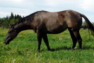 Hickorys Silver Rose is a beautiful big solid two year-old by Highbrow San Peppy. She has the top of the cutting & reining industry plus Boston Mac on the bottom.