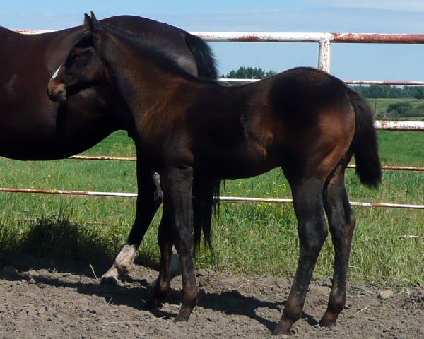 SUGAR SAILING SUGAR FOOT WYSE CINDERELLA {SAILAWAY ROAN {BELLA DUE {VAN DECK CINDER {WYSE Z DECK By looking at the size and condition of her filly Lot# 39 in the sale you can see that Lakeview Burnt
