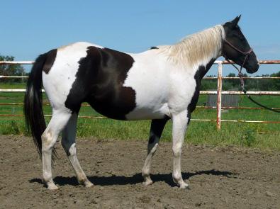 COTTON PIKIN PEPPY {TARGET CLASS {TEXAS CUE TIME {SPOTSDOTSANDMORE Foaled: July 7, 2008 (BLK/T) SKIPPA CALICO ROSE {CHIEFS CALICO ROSE Peps Calicolena is a good young attractive Black & White Tobiano