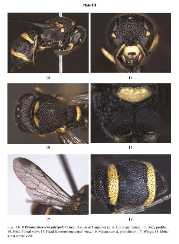 A taxonomic review of the genus Parancistrocerus Bequaert from the India subcontinent as long as its maximum width; metanotum with strong punctures, interspaces carinate; mesopleuron closely