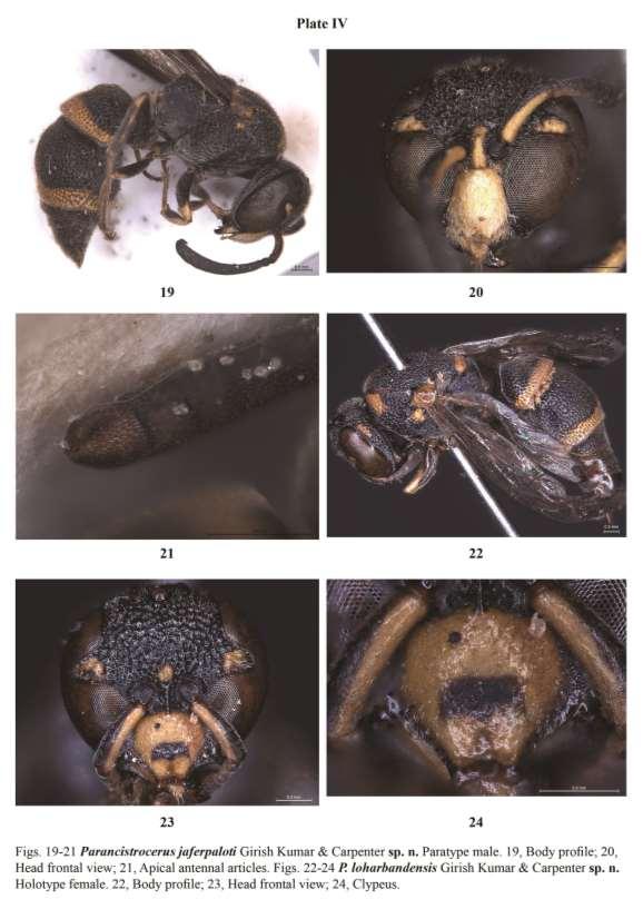 A taxonomic review of the genus Parancistrocerus Bequaert from the India subcontinent about 2-3 irregular rows of punctures at yellow band); (4) Clypeus of female yellow except brownish black spot at