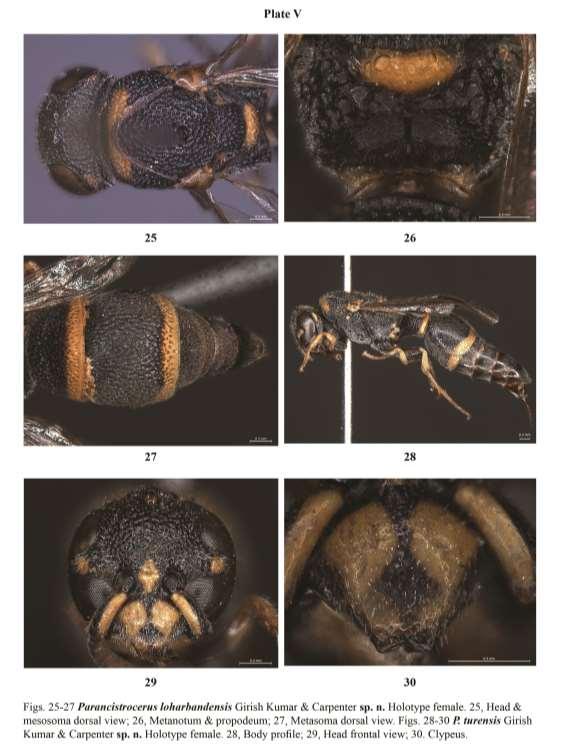 A taxonomic review of the genus Parancistrocerus Bequaert from the India subcontinent Material examined: Holotype female, INDIA: Assam, Cachar Dist., Loharband, 3.x.1975, Coll. N.