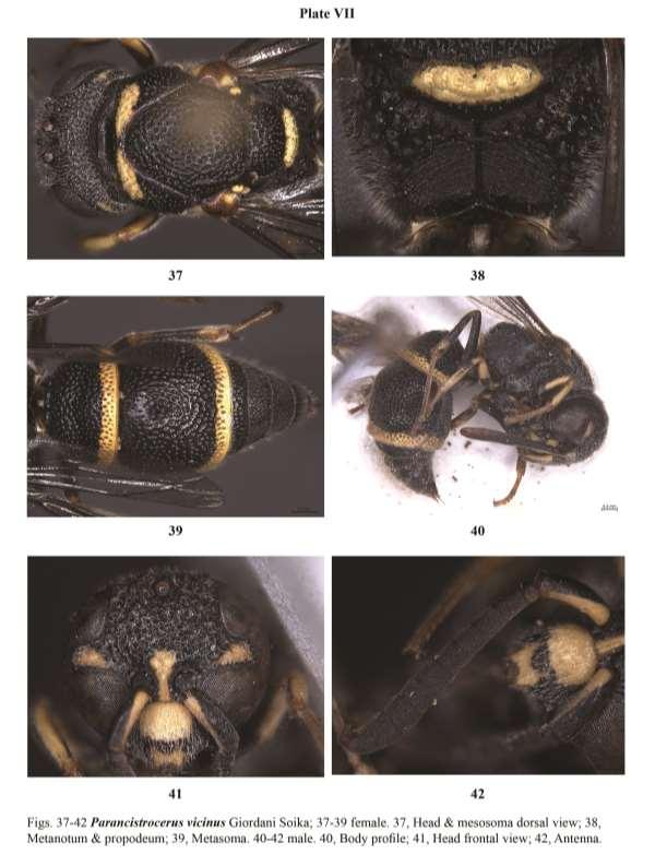 A taxonomic review of the genus Parancistrocerus Bequaert from the India subcontinent Diagnosis: Female (Fig.