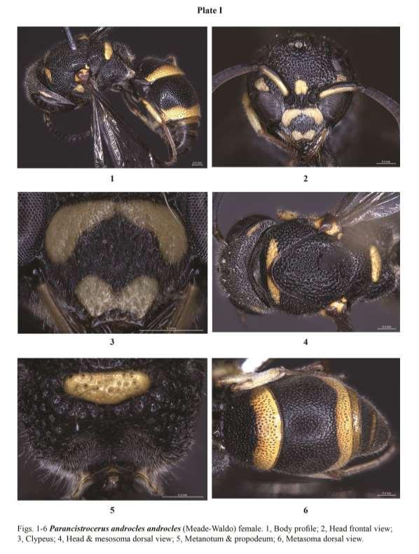 A taxonomic review of the genus Parancistrocerus Bequaert from the India subcontinent metanotum; at top of mesepisternum (sometimes absent); apex of fore and mid femora; outer face of all tibiae