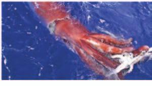 4 m in mantle length and 3.5 m from tip of fin to tip of the longest arm on board. Both long feeding tentacles characteristics of the giant squid had been tear off at the base.