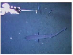 Fig. 5. Neon flying squids, Ommastrephes bartrami, filmed by remote camera system at around 400 m deep. Fig. 6.