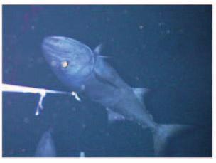 Bottom shark and fish filmed by remote camera system at around 500 m deep. Fig. 8.