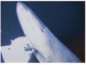 Blue shark, Prionace glauca, filmed by remote camera system at around 1000 m deep. I-1.