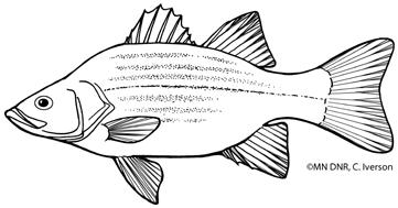 Chapter 2 Lesson 4 Using a Key for Fish ID 2:4-17 INSTRUCTOR Copy Fish Identification Cards Answer Sheet A White Bass Morone chrysops Temperate Bass Family Moronidae B Bluegill Lepomis macrochirus