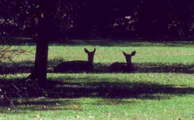 Figure 2. Un-hunted backyards provide refuge to deer. What is the State of New Jersey doing about deer?