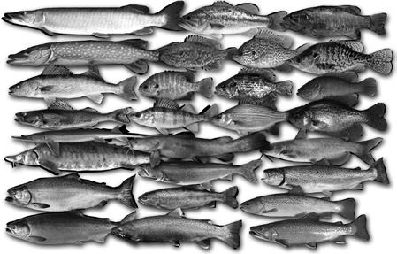 Do you know your Wisconsin fishes? (answers on page 25) Identification materials can be found online at: Wisconsin Fish http://www.seagrant.wisc.edu/home/default.aspx?
