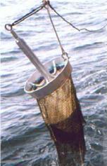 Page 11 of 15 attached to a robust metal beam which is fitted with large rubber rollers at each end. The dredges are deployed over the stern or side of a vessel and towed for a pre-determined time.
