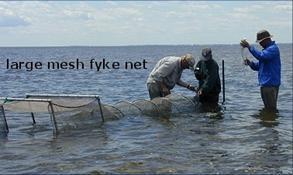 Page 6 of 15 Fyke nets [3] Fish communities in shallow water are sampled using fyke nets. A fyke net is a fish trap.