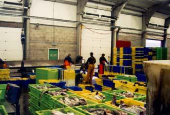 The Port owners (a private company) own the fish hall and the sales system but have granted the franchise to carry out the auction to another private company the largest sales organisation that