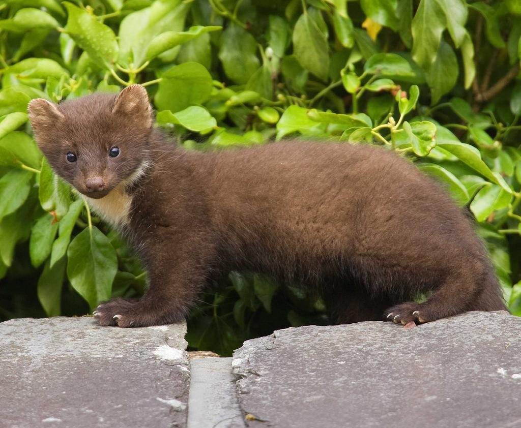 How to exclude pine martens from game and poultry pens Practical steps you can take to
