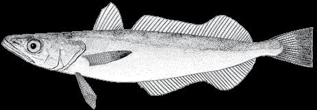 88 A guide to the eggs and larvae of 100 common Western Mediterranean Sea bony fish species MERLUCCIIDAE Merluccius merluccius (Linnaeus, 1758) En: European hake Fr: Merlu européen Sp: Merluza