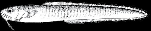 90 A guide to the eggs and larvae of 100 common Western Mediterranean Sea bony fish species OPHIDIIDAE Ophidion barbatum Linnaeus, 1758 Larvae of Ophidion barbatum and