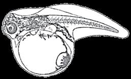 pectoral and pelvic fins