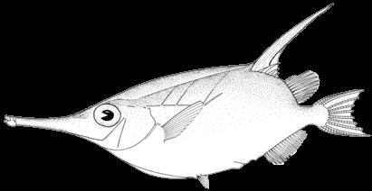 102 A guide to the eggs and larvae of 100 common Western Mediterranean Sea bony fish species CENTRISCIDAE Macroramphosus scolopax (Linnaeus, 1758) En: Longspine snipefish Fr: Bécasse de mer Sp:
