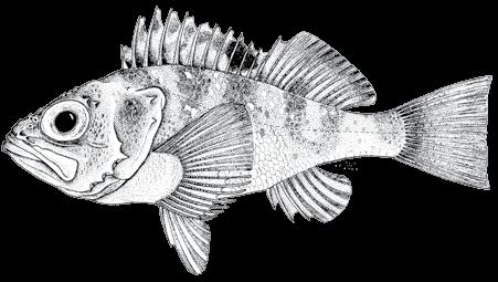 104 A guide to the eggs and larvae of 100 common Western Mediterranean Sea bony fish species SEBASTIDAE Helicolenus dactylopterus (Delaroche, 1809) En: Blackbelly rosefish Fr: Sébaste chèvre Sp: