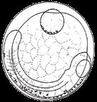 (in young larvae) Body