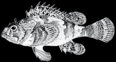 106 A guide to the eggs and larvae of 100 common Western Mediterranean Sea bony fish species SCORPAENIDAE Scorpaena porcus Linnaeus, 1758 En: Black scorpionfish Fr: Rascasse brune Sp: