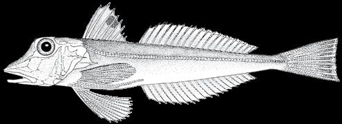108 A guide to the eggs and larvae of 100 common Western Mediterranean Sea bony fish species TRIGLIDAE Eutrigla gurnardus (Linnaeus, 1758) En: Grey gurnard Fr: Grondin gris Sp: Borracho Habitat: