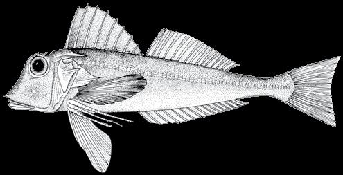 110 A guide to the eggs and larvae of 100 common Western Mediterranean Sea bony fish species TRIGLIDAE Lepidotrigla cavillone (Lacepède, 1801) En: Large scaled gurnard Habitat: Benthic, over mud,