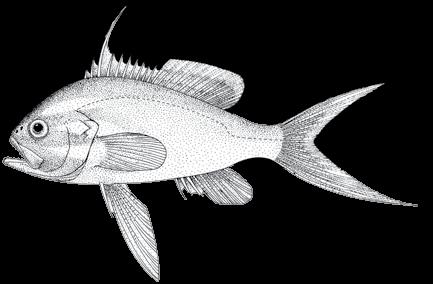 114 A guide to the eggs and larvae of 100 common Western Mediterranean Sea bony fish species SERRANIDAE Anthias anthias (Linnaeus, 1758) En: Swallowtail seaperch Sp: Tres colas Habitat: Benthic, on