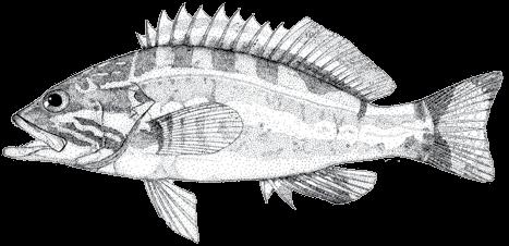 116 A guide to the eggs and larvae of 100 common Western Mediterranean Sea bony fish species SERRANIDAE Serranus cabrilla (Linnaeus, 1758) En: Comber Fr: Serran chèvre Sp: Cabrilla Habitat: Benthic,
