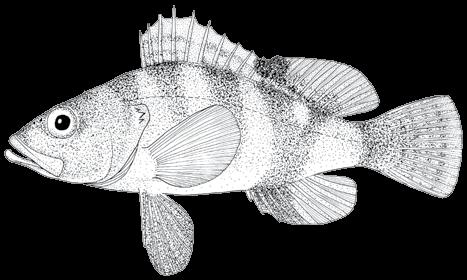 118 A guide to the eggs and larvae of 100 common Western Mediterranean Sea bony fish species SERRANIDAE Serranus hepatus (Linnaeus, 1758) En: Brown comber Fr: Serran tambour Sp: Merillo