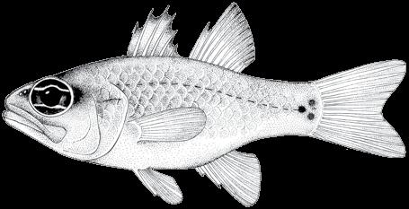 120 A guide to the eggs and larvae of 100 common Western Mediterranean Sea bony fish species APOGONIDAE Apogon imberbis (Linnaeus, 1758) En: Cardinal fish Fr: Coq Sp: Salmonete real Habitat: Benthic,