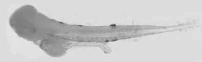 122 A guide to the eggs and larvae of 100 common Western Mediterranean Sea bony fish species CARANGIDAE Trachurus mediterraneus (Steindachner, 1868) En: Mediterranean horse mackerel Fr: Chinchard à