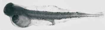 124 A guide to the eggs and larvae of 100 common Western Mediterranean Sea bony fish species CARANGIDAE Trachurus trachurus (Linnaeus, 1758) En: Atlantic horse mackerel Fr: Chinchard d Europe Sp: