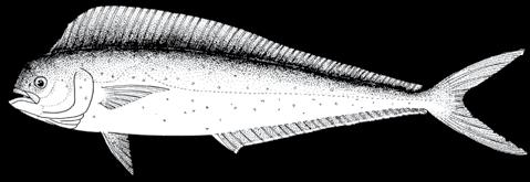 126 A guide to the eggs and larvae of 100 common Western Mediterranean Sea bony fish species CORYPHAENIDAE Coryphaena hippurus Linnaeus, 1758 En: Common dolphinfish Fr: Coryphène commune Sp: Lampuga